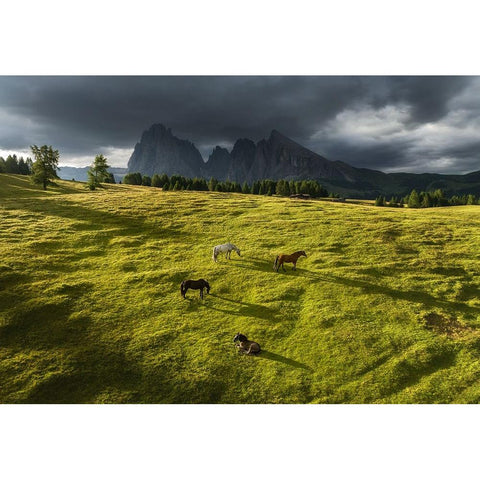 Horses in the Dolomites White Modern Wood Framed Art Print by Krivec, Ales