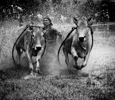 The Bulls Racing White Modern Wood Framed Art Print with Double Matting by Yuk Kong, John