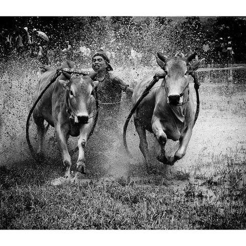 The Bulls Racing Gold Ornate Wood Framed Art Print with Double Matting by Yuk Kong, John