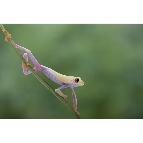 Morning Stretch White Modern Wood Framed Art Print by Wolbers, Louise