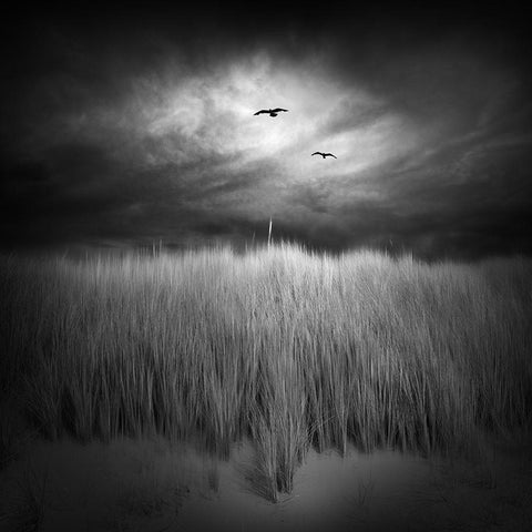 Marram Grass Black Modern Wood Framed Art Print with Double Matting by Winkler, Jens