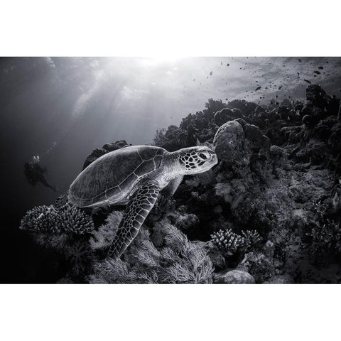 Green Turtle In Black And White Black Modern Wood Framed Art Print with Double Matting by Gabriel, Barathieu