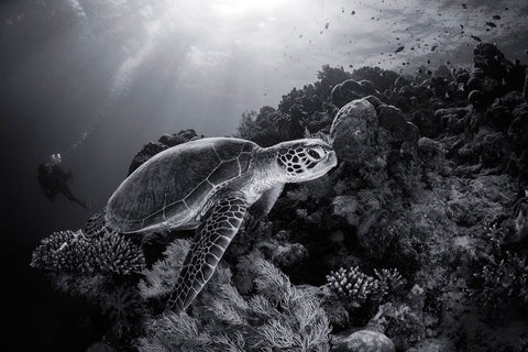 Green Turtle In Black And White Black Ornate Wood Framed Art Print with Double Matting by Gabriel, Barathieu