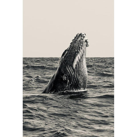 Secret Of Whale Gold Ornate Wood Framed Art Print with Double Matting by Melesan, Serge