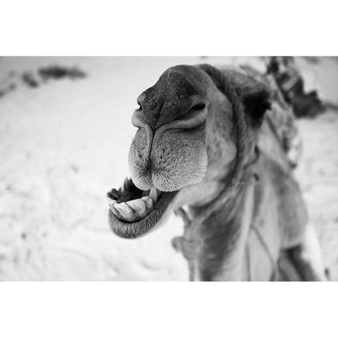 dromedary Black Modern Wood Framed Art Print by Borges Alves, Luis