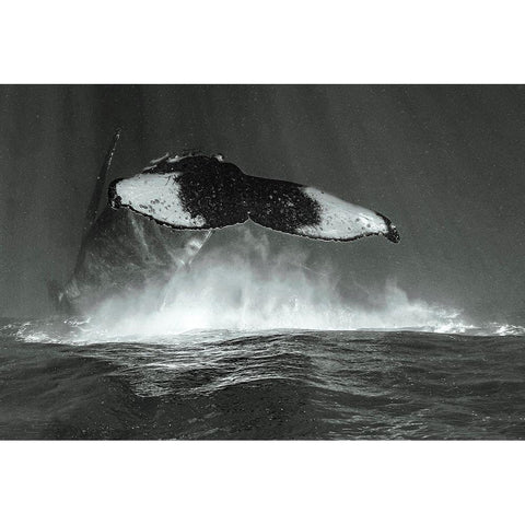 Tale Of Whales Gold Ornate Wood Framed Art Print with Double Matting by Melesan, Serge