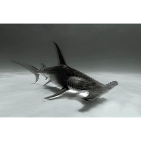 Great Hammerhead White Modern Wood Framed Art Print by Melesan, Serge