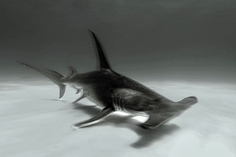 Great Hammerhead Black Ornate Wood Framed Art Print with Double Matting by Melesan, Serge