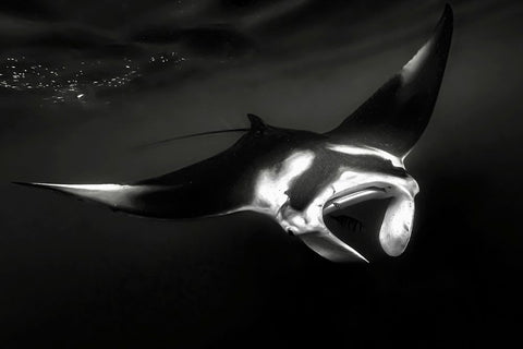 The Manta White Modern Wood Framed Art Print with Double Matting by Melesan, Serge