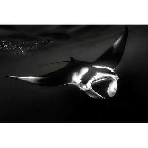 The Manta Gold Ornate Wood Framed Art Print with Double Matting by Melesan, Serge