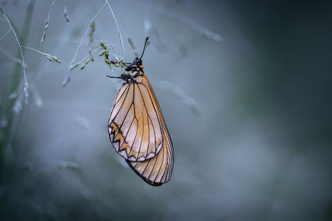 Butterfly White Modern Wood Framed Art Print with Double Matting by Jianwen