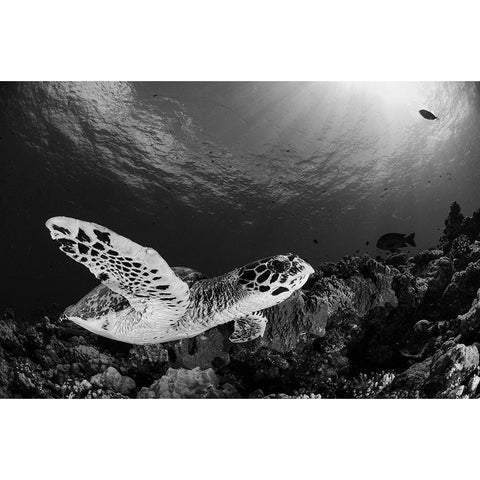 Hawksbill Black Modern Wood Framed Art Print with Double Matting by Y Lin, Ryan