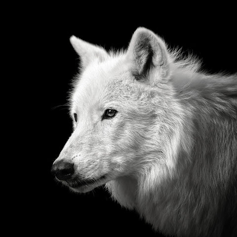 White Wolf #2 Black Modern Wood Framed Art Print with Double Matting by Meermann, Christian
