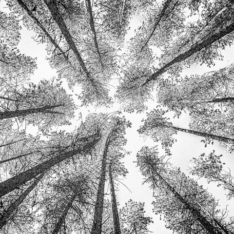 Tree Etching 002 Black Ornate Wood Framed Art Print with Double Matting by Darby, Rob