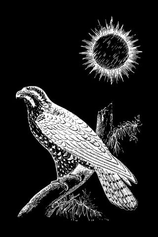 Falcon Peregrine Black Ornate Wood Framed Art Print with Double Matting by Abdel Aal, Hussein