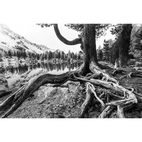 Old Tree White Modern Wood Framed Art Print by Landolt, Susanne