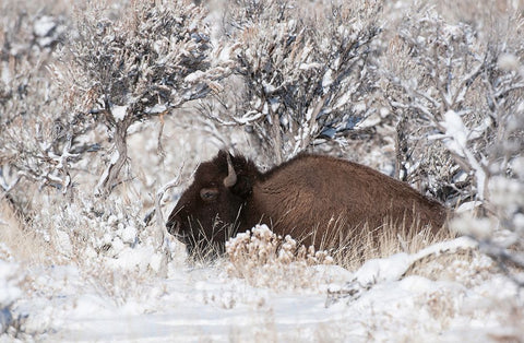 Bison In Winterland Black Ornate Wood Framed Art Print with Double Matting by Forns, Fabiola