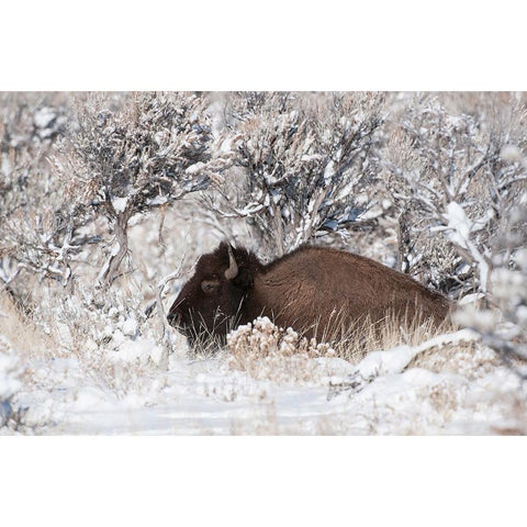 Bison In Winterland Gold Ornate Wood Framed Art Print with Double Matting by Forns, Fabiola