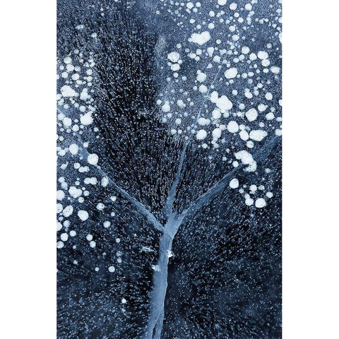 Winter Blossom Black Modern Wood Framed Art Print with Double Matting by Xu, Mei