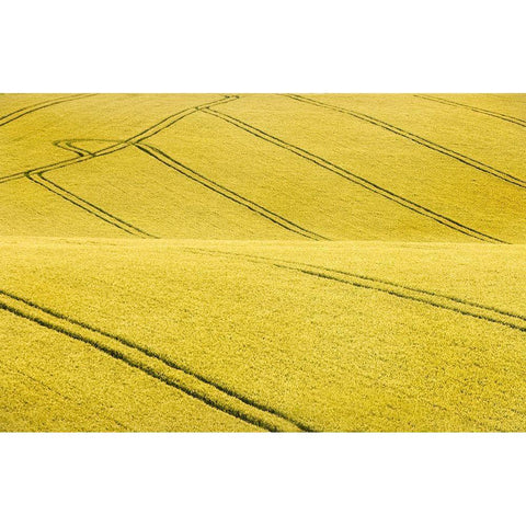 Field #2 Black Modern Wood Framed Art Print by Collie, Clive