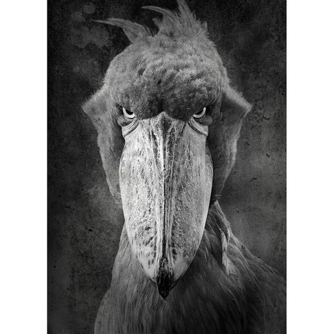 Angry Bird White Modern Wood Framed Art Print by Lehto, Timo