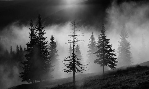 Misty Forest Black Ornate Wood Framed Art Print with Double Matting by Oncete, Julien