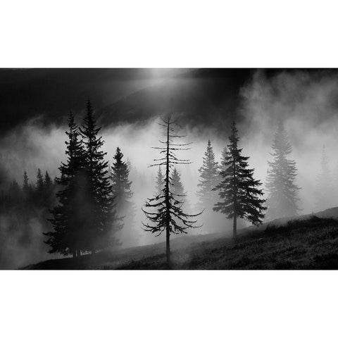Misty Forest White Modern Wood Framed Art Print by Oncete, Julien