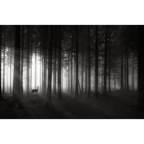 Deer`S Morning Black Modern Wood Framed Art Print with Double Matting by Hessel, Christoph