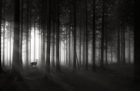 Deer`S Morning Black Ornate Wood Framed Art Print with Double Matting by Hessel, Christoph
