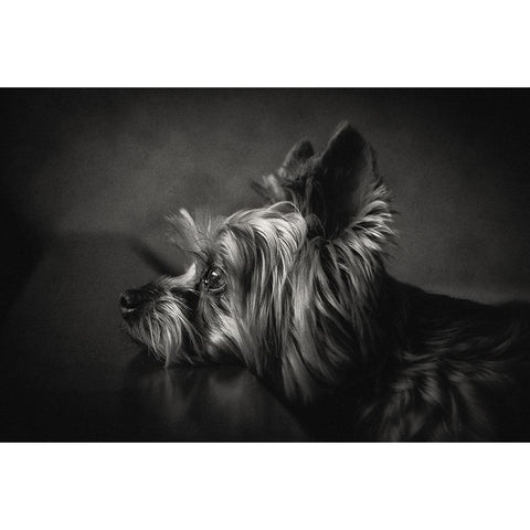 I Have Been Waiting For You ... Black Modern Wood Framed Art Print with Double Matting by Lacz, Krisztina