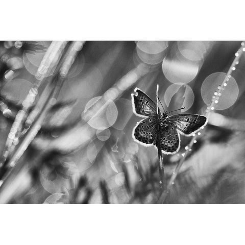 ...After The Rain... Black Modern Wood Framed Art Print with Double Matting by Gerec, Pali