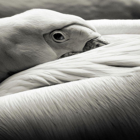 Pelican Black Modern Wood Framed Art Print by Berg, Riccardo