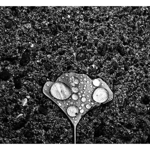 Dew White Modern Wood Framed Art Print by Wang, Jian