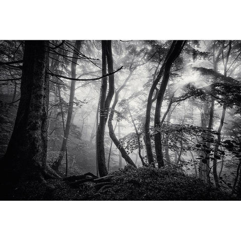 Mysterious Light White Modern Wood Framed Art Print by Maier, Norbert