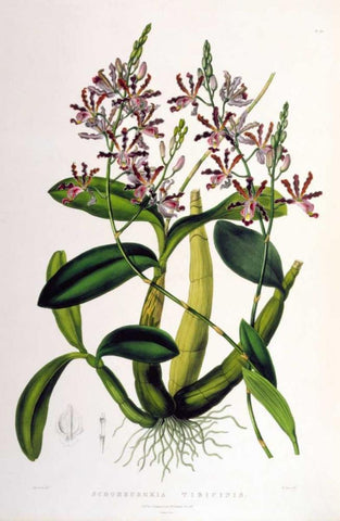 Orchid, Schomburgkia Tibicinus Black Ornate Wood Framed Art Print with Double Matting by Withers, Augusta