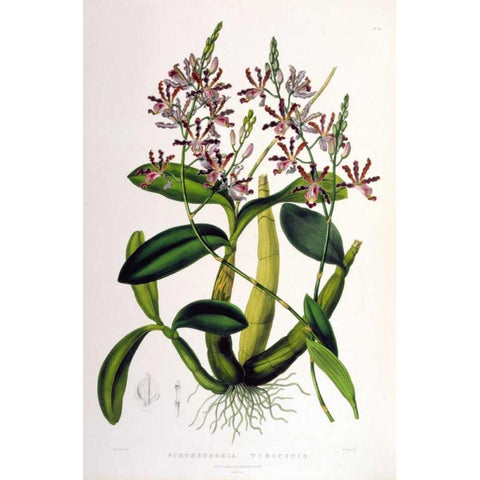 Orchid, Schomburgkia Tibicinus Gold Ornate Wood Framed Art Print with Double Matting by Withers, Augusta