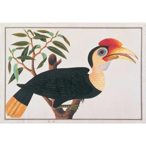 Ke-ke Hornbill White Modern Wood Framed Art Print by Anonymous