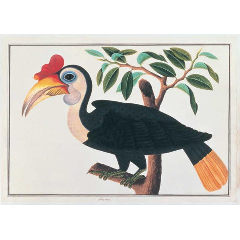 Ingang, Hornbill White Modern Wood Framed Art Print by Anonymous