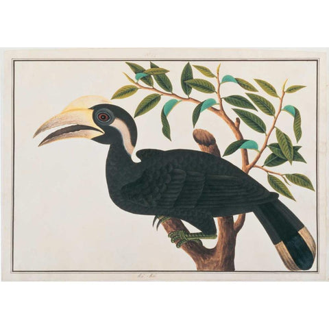 Ke-ke, Hornbill White Modern Wood Framed Art Print by Anonymous