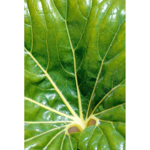 Tropical Leaf Gold Ornate Wood Framed Art Print with Double Matting by Blue, Cyril