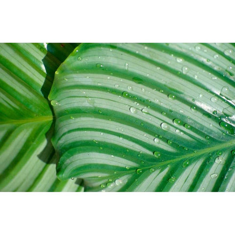 Tropical Leaf Black Modern Wood Framed Art Print with Double Matting by Blue, Cyril