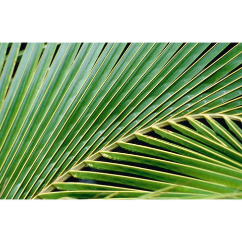 Palm Frond Gold Ornate Wood Framed Art Print with Double Matting by Blue, Cyril