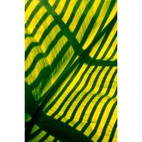 Palm Frond Gold Ornate Wood Framed Art Print with Double Matting by Blue, Cyril
