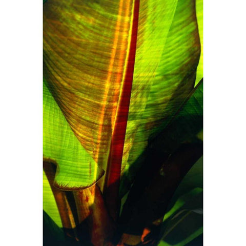 Palm Frond Gold Ornate Wood Framed Art Print with Double Matting by Blue, Cyril