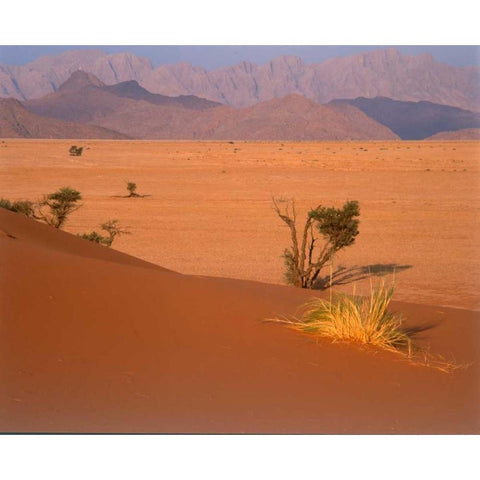 Grasses, Trees, Sand Dunes Sahara White Modern Wood Framed Art Print by Blue, Cyril