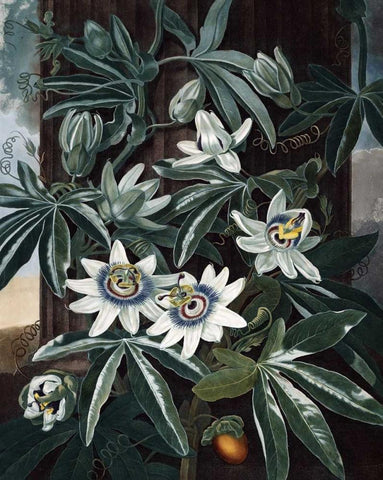 Blue Passion Flower Black Ornate Wood Framed Art Print with Double Matting by Thornton, Dr R