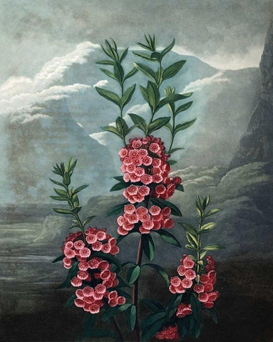 Narrow Leaved Kalmia Black Ornate Wood Framed Art Print with Double Matting by Thornton, Dr R