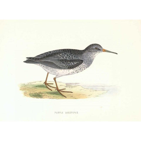 Purple Sandpiper Gold Ornate Wood Framed Art Print with Double Matting by Morris, Rev FO