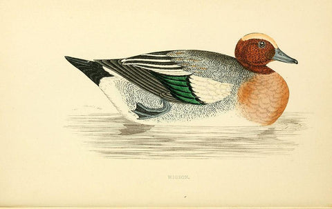 Wigeon Black Ornate Wood Framed Art Print with Double Matting by Morris, Rev FO