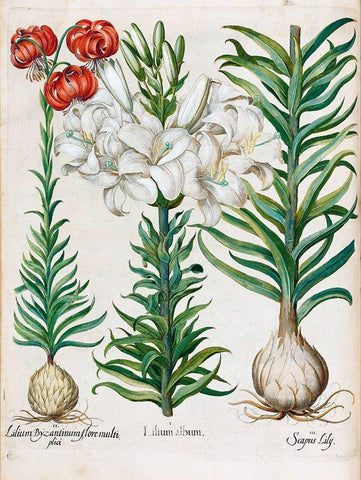 Lilies Black Ornate Wood Framed Art Print with Double Matting by Besler, Basilius